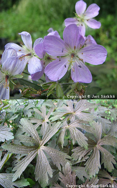 Geranium maculatum 'Espresso', tplkurjenpolvi